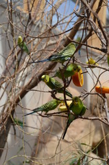 Poster - funny Budgerigar parrot branch eat orange