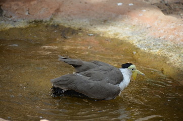 Poster - bathing bird splashes water