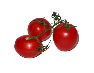 Branch of a tomato isolate on white background.