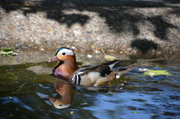 Wall Mural - mandarin duck Aix galericulata water nature