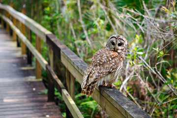 owl in florida wetland, wooden path trail at everglades national park in usa. popular place for tour