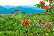 Tent Camping On The Appalachian Trail On Roan Mountain