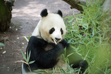 Wall Mural - Panda