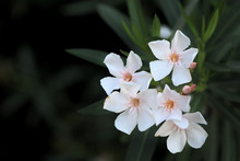 White Oleander Flowers With Black Background