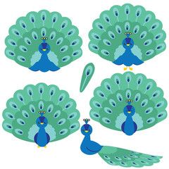 Peacock vector cartoon illustration