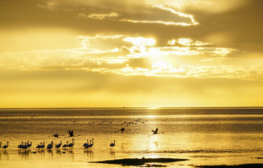 Sticker - Flamingo silhouetted on waters edge in golden glow sunset