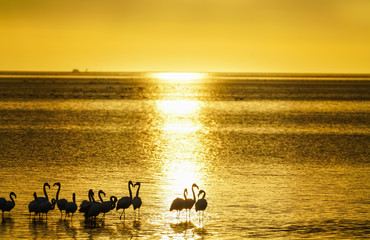 Sticker - Flamingo silhouetted on waters edge in golden glow sunset