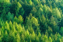 Green Forest Of Fir And Pine Trees Landscape.
