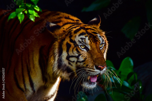 Zdjęcie XXL Zamknij się Tygrys Indochinese patrząc na zewnątrz i chodzić po lesie