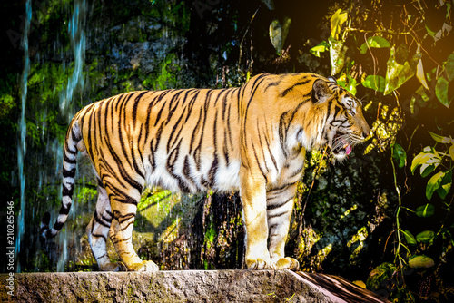 Zdjęcie XXL Zamknij się Tygrys Indochinese patrząc na zewnątrz i chodzić po lesie