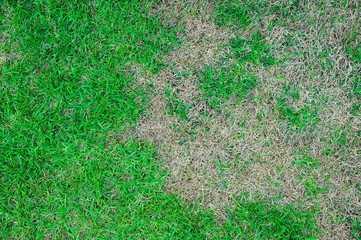 grass texture. grass background. pests and disease cause amount of damage to green lawns, lawn in ba