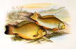 Illustration of fish. carp