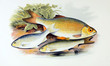 Illustration of fish. azurine, dobule, rudd
