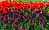 Fototapeta Tulipany - Background of red and purple tulips.
