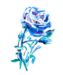 Canvas Print - blue rose - watercolor hand painting artwork