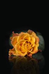 A yellow rose on a black background.