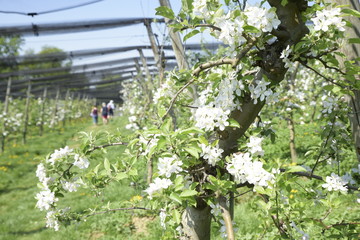 people walking through an orchard