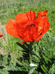 Wall Mural - Flowers of the red garden poppy. Flowers of the spring garden in Ukraine. Gardening