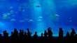 Beautiful Fish in the deep blue sea in Japan Okinawa