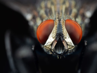 macro photo of face of house fly isolated on background