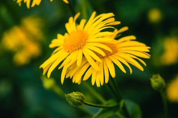 Two beautiful arnica grow in contact close up. Bright yellow fresh flowers with orange center on green background with copy space. Medicinal plants.