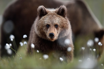 Wall Mural - brown bear cub with mother bear in a background