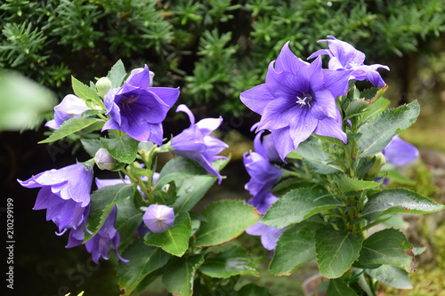 Balloonflowers 八重咲きのキキョウの花 中低木 Buy This Stock Photo And Explore Similar Images At Adobe Stock Adobe Stock Balloonflowers 八重咲きのキキョウの花 中低木 Buy This Stock Photo And Explore Similar Images At Adobe Stock Adobe Stock