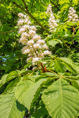 Sticker - White flowering chestnut tree up close