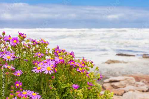 Small Pink Coastal Flowers On The Atlantic Sea S This Small Pink Coastal Flowers On The Atlantic Sea S