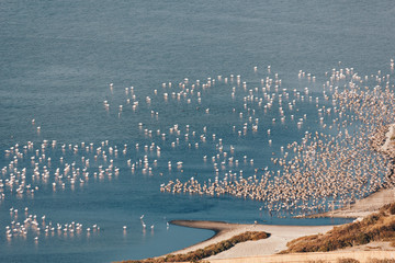 Wall Mural - FLAMINGOS along the channel on the Molentargius Regional Park - Sardinia