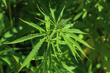 Fototapeta Natura - gewöhnlicher oder echter Hanf, Cannabis sativa