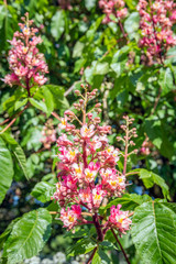 Canvas Print - Budding and blooming red horse-chestnut from close