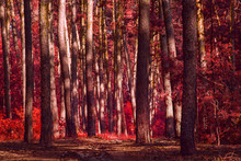 Red Autumn Forest Terrible And Spectacular No One Around