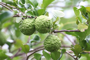 Bergamot, kaffir Lime Leaf farm tree (Herb for Bergamot Oil)