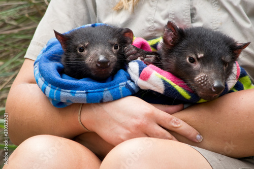 Fotomural Two Tasmanian devil babies handled by a ranger in the zoo.