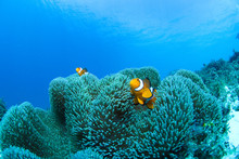 Orange Clownfish Swimming In Coral Reef