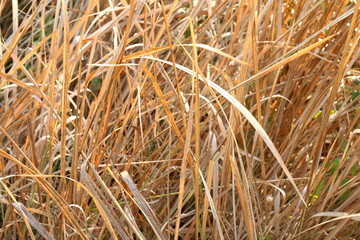 Wall Mural - Dry Grass Thatched for Roof Thatched