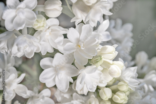 fresh blossomed white lilac with green leaves.