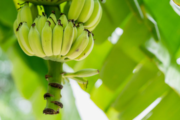 banana tree with bunch of green banana