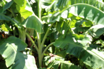 Blurred Banana tree farm organic, Plantation of Banana, Banana tree background blur