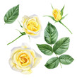 Set of design elements watercolor yellow roses: flowers, leaves, bud. For wedding, greeting, flower logo design.