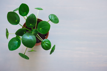 Wall Mural - Pilea Plant on Grey Table