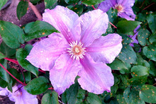 Clematis Purple With Drops Of Fresh Dew On A Summer Morning
