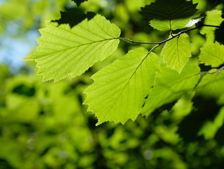 Background of fresh green leaves