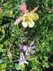 Wall Mural - Flowers of yellow and red aquilegia in the spring garden. Gardening