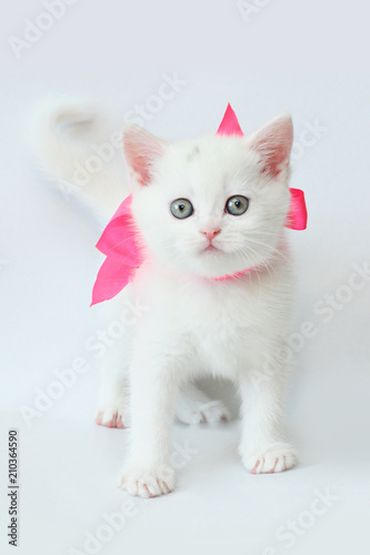 adopt trained service dog near me