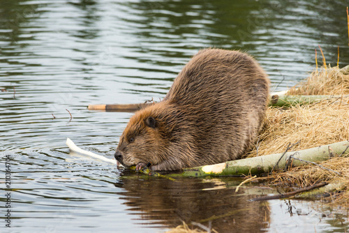 Fotografía beaver eating popular branches on the ponds edge
