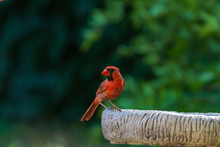 Northern Cardinal At Bird Bath