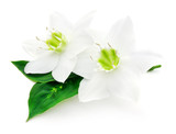 Fototapeta Tulipany - Two white flowers.