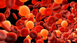 Red blood cells and white blood cells